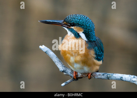Eisvogel (Alcedo Atthis) thront auf einem Ast, Tratzberg, Nord-Tirol, Österreich, Europa Stockfoto