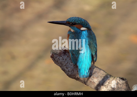Eisvogel (Alcedo Atthis) thront auf einem Ast, Tratzberg, Nord-Tirol, Österreich, Europa Stockfoto