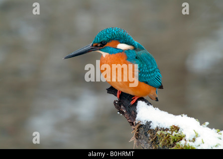 Eisvogel (Alcedo Atthis) thront auf einem Ast mit Schnee, Tratzberg, Nord-Tirol, Österreich, Europa Stockfoto