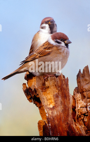 Baum-Spatz (Passer Montanus), Schwaz, Tirol, Österreich, Europa Stockfoto