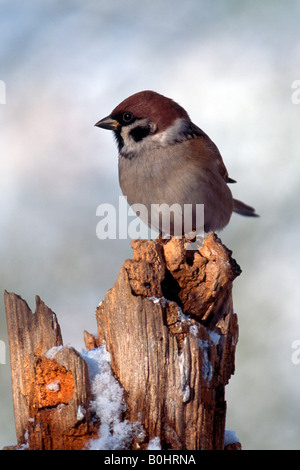 Baum-Spatz (Passer Montanus), Schwaz, Tirol, Österreich, Europa Stockfoto