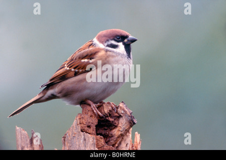 Baum-Spatz (Passer Montanus), Schwaz, Tirol, Österreich, Europa Stockfoto