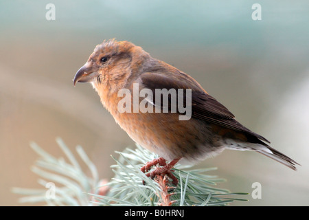 Männliche gemeinsame Fichtenkreuzschnabel (Loxia Curvirostra), Nationalpark Bayerischer Wald, Bayern, Deutschland Stockfoto