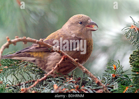 Weibliche gemeinsame Fichtenkreuzschnabel (Loxia Curvirostra), Nationalpark Bayerischer Wald, Bayern, Deutschland Stockfoto