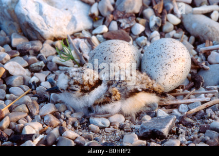 Kleinen Flussregenpfeifer-Regenpfeifer (Charadrius Dubius) zwei Eiern und einem geschlüpften Küken, obere Isar River, Bayern, Deutschland Stockfoto