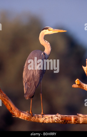 Graureiher (Ardea Cinerea) thront auf einem Ast, Griechenland, Europa Stockfoto