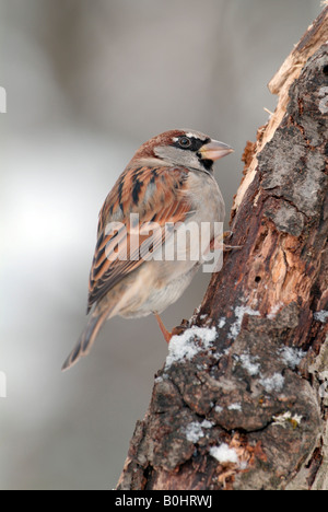 Haus Spatz (Passer Domesticus), Schwaz, Tirol, Österreich, Europa Stockfoto