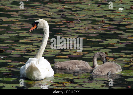 Stumm, Schwan (Cygnus Olor) mit jungen, Reintaler See sehen, Kramsach, Tirol, Österreich, Europa Stockfoto