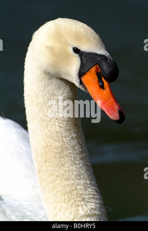 Mute Swan (Cygnus Olor), Reintaler See sehen, Kramsach, Tirol, Österreich, Europa Stockfoto