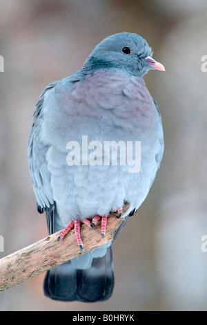 Taube (Columba Oenas), Nationalpark Bayerischer Wald, Bayern, Deutschland, Europa auf Lager Stockfoto