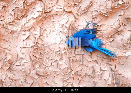 Florida Scrub Jay (Aphelocoma Coerulescens), tot, auf getrockneten Boden liegend, Natural Bridges National Monument, Utah, USA, Nord A Stockfoto