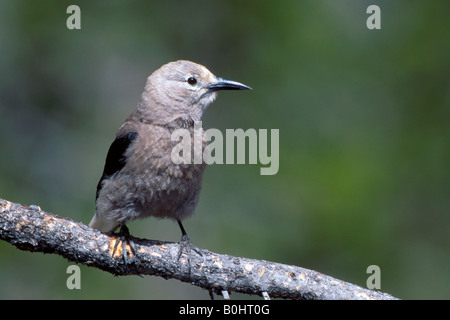 Clarks Tannenhäher (Nucifraga Columbiana), Kanada Stockfoto