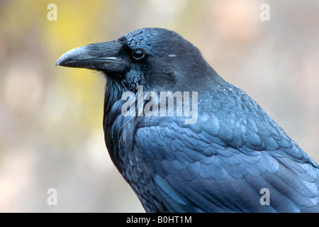 Kolkrabe (Corvus Corax), Karwendel-Gebirge, Tirol, Austria, Europe Stockfoto