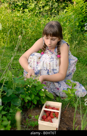 Mädchen in einem Garten Erdbeeren pflücken Stockfoto