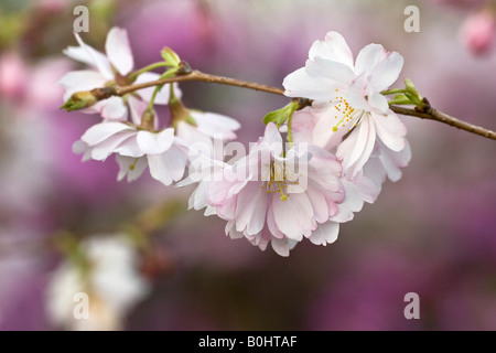 Higan-Kirsche oder Herbst Kirschblüten (Prunus Subhirtella) Stockfoto