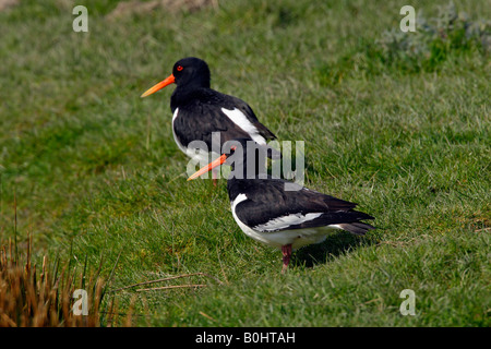 Zwei eurasischen Austernfischer (Haematopus Ostralegus), Halbinsel Eiderstedt, Schleswig-Holstein, Deutschland Stockfoto