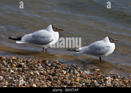 Paar von gemeinsamen Lachmöwen (Larus Ridibundus), Nordfriesland, Nordseeküste, Schleswig-Holstein, Deutschland Stockfoto