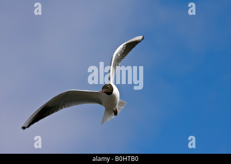 Gemeinsamen Lachmöwe (Larus Ridibundus) im Flug, Nordfriesland, Nordseeküste, Schleswig-Holstein, Deutschland Stockfoto