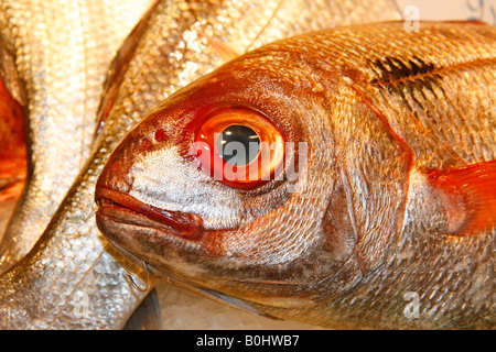 Blau gefleckte Brassen La Boqueria Markt Barcelona Katalonien Spanien Stockfoto