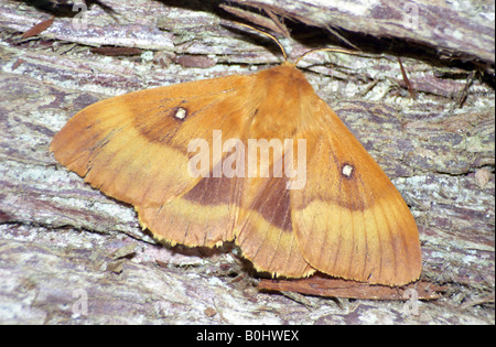 Eiche Eggar Moth Stockfoto