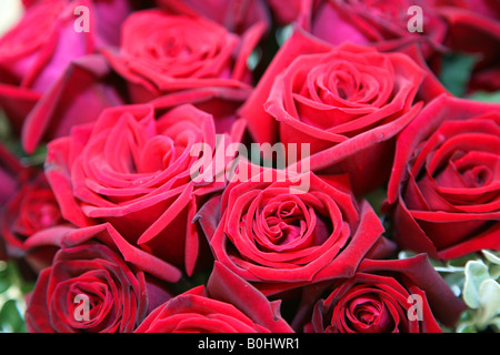 Tiefes Geheimnis Rosen Stockfoto