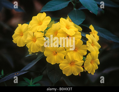 Reinwardtia Indica (allgemeiner Name: gelber Flachs) Stockfoto