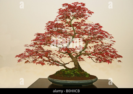 Japanischer Ahorn Acer Palmatum Deshojo Stockfoto