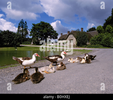 Muscovy Enten und Entenküken am Teich im Dorf von Ashmore auf Cranborne Chase Dorset-England Stockfoto