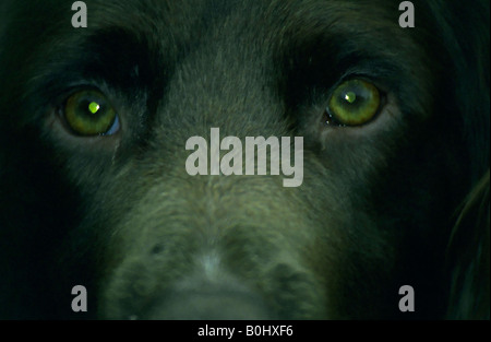 Springer Spaniel Augen. Stockfoto