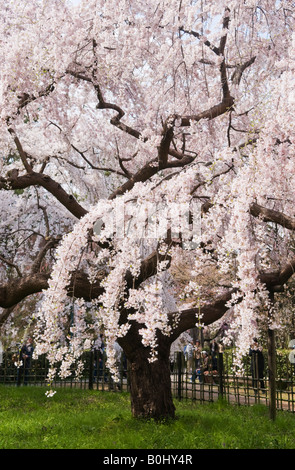 Sakura Kirschbaum in Kyoto Japan Stockfoto