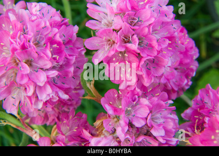 Nahaufnahme eines Clusters Runde, rosa Blüten auf einem Steingarten Stockfoto