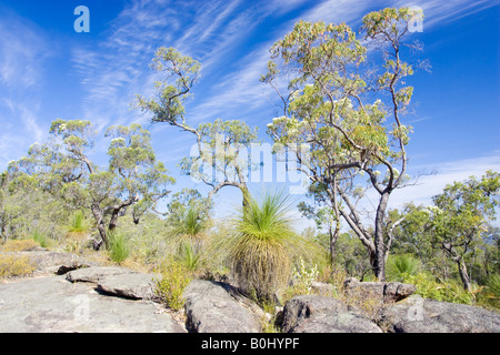 Blühende Eukalyptus Bäume wachsen in Buschland auf Granit aufschlüssen am Mount Dale. Darling Range, Perth, Western Australia. Stockfoto