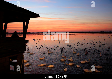 Dramatische Winter Sonnenuntergang über Mute und Whooper Schwäne WWT Welney wäscht National Bird Reserve Cambridgeshire England Großbritannien UK Stockfoto