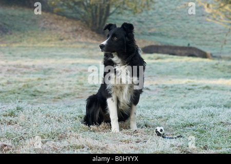 Jack der Border Collie in einem frostigen Feld Stockfoto