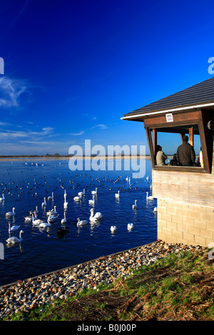 Menschen beobachten stumm und Whooper Schwäne Observatorium WWT Welney wäscht nationalen Bird Reserve Cambridgeshire England Großbritannien UK Eur Stockfoto