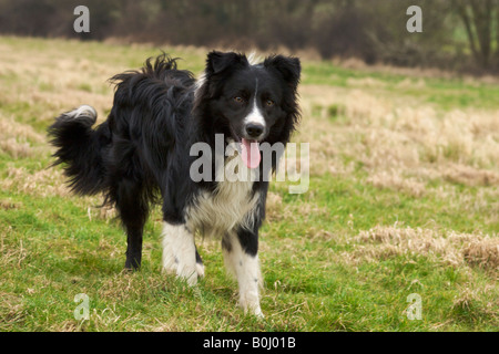 Der Border Collie Jack wartet auf seinen nächsten Befehl Stockfoto