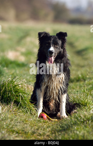 Der Border Collie Jack wartet auf seinen nächsten Befehl Stockfoto