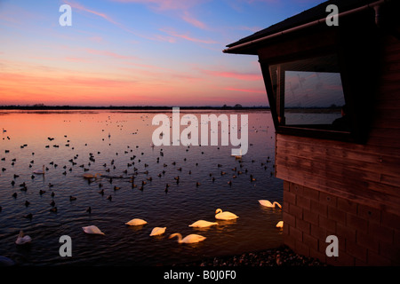 Dramatische Winter Sonnenuntergang Mute und Whooper Schwäne WWT Welney wäscht nationalen Bird Reserve Cambridgeshire England Großbritannien UK Europe Stockfoto