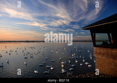 Dramatische Winter Sonnenuntergang Mute und Whooper Schwäne WWT Welney wäscht nationalen Bird Reserve Cambridgeshire England Großbritannien UK Europe Stockfoto