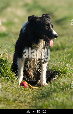 Der Border Collie Jack wartet auf seinen nächsten Befehl Stockfoto