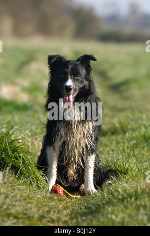 Der Border Collie Jack wartet auf seinen nächsten Befehl Stockfoto