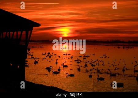 Dramatische Winter Sonnenuntergang über Mute und Whooper Schwäne WWT Welney wäscht National Bird Reserve Cambridgeshire England Großbritannien UK Stockfoto