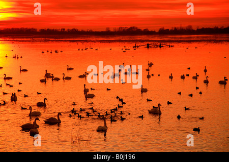 Dramatische Winter Sonnenuntergang über Mute und Whooper Schwäne WWT Welney wäscht National Bird Reserve Cambridgeshire England Großbritannien UK Stockfoto