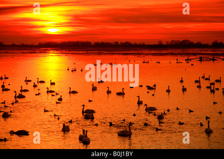 Dramatische Winter Sonnenuntergang über Mute und Whooper Schwäne WWT Welney wäscht National Bird Reserve Cambridgeshire England Großbritannien UK Stockfoto