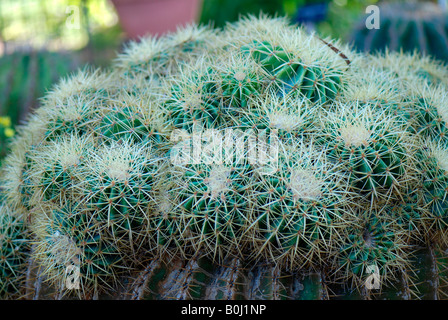 Golden Barrel Cactus Echinocactus Grusonii hildm Stockfoto
