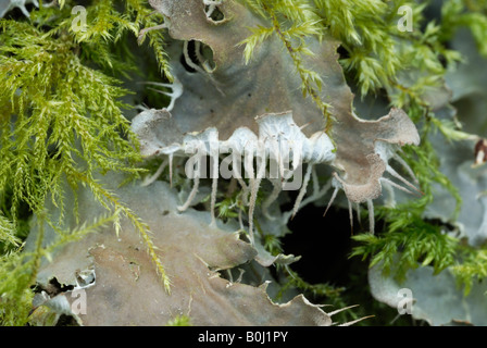 Peltigera canina Hund Lichen und Moos Neckera complanata im Winter, Wales, Großbritannien. Stockfoto