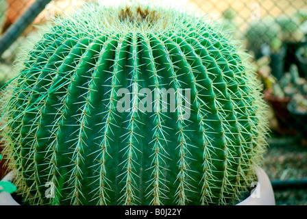 Golden Barrel Cactus Echinocactus Grusonii hildm Stockfoto