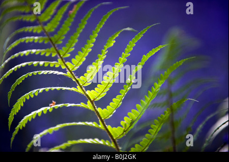 Pteridium Aquilinum. Adlerfarn Farn in einem englischen Waldgebiet gegen Bluebell Farbe Stockfoto