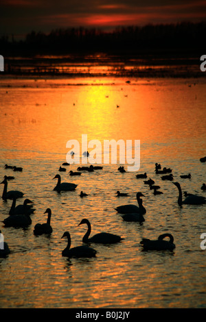 Dramatische Winter Sonnenuntergang über Mute und Whooper Schwäne WWT Welney wäscht National Bird Reserve Cambridgeshire England Großbritannien UK Stockfoto