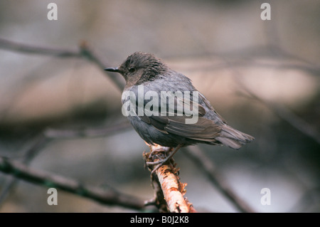 USA Colorado The American Dipper Cinclus Mexicanus auch bekannt als ein Wasser Ouzel Stockfoto